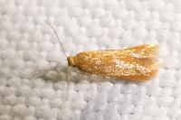 Tischeria