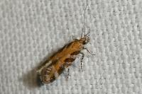 Aristotelia