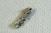 Nemapogon