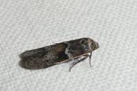 Blastobasis glandulella