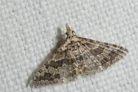 Alucita zonodactyla