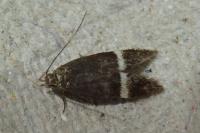 Aproaerema cinctella