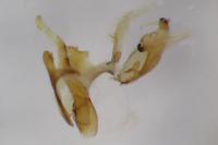Aproaerema cinctella