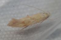 Mompha ochraceella