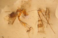 Mompha ochraceella