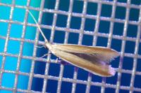 Coleophora discordella