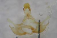 Coleophora discordella