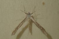 Stenoptilia pterodactyla