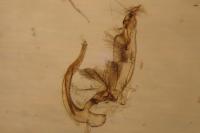 Stenoptilia pterodactyla
