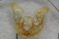 Parornix anglicella