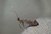 Parornix anglicella