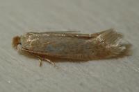 Trifurcula
