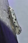Ethmia terminella