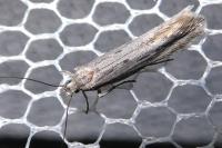 Oxypteryx parahelotella