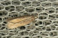 Oxypteryx parahelotella