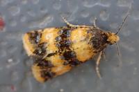 Commophila aeneana