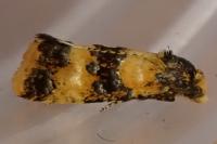 Commophila aeneana
