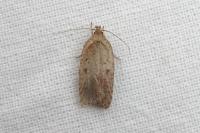 Agonopterix