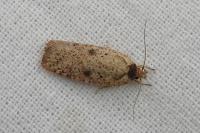 Agonopterix scopariella