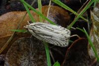 Agonopterix umbellana