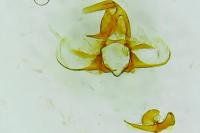 Argyrotaenia ljungiana