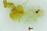 Notocelia roborana