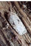Agonopterix arenella
