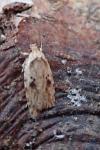 Agonopterix arenella