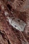 Agonopterix arenella