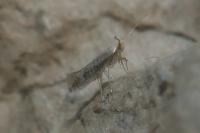 Argyresthia retinella
