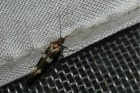 Scythris scopolella