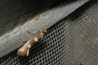 Scythris scopolella