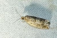 Ancylis achatana