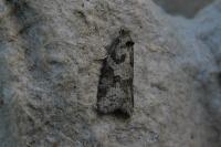 Cnephasia