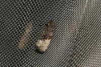 Hedya nubiferana