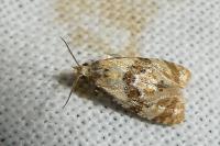 Phalonidia manniana/udana