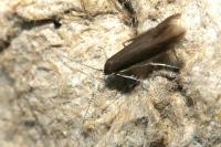 Coleophora