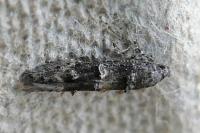Sorhagenia
