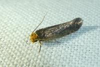 Cephimallota crassiflavella