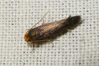 Cephimallota crassiflavella