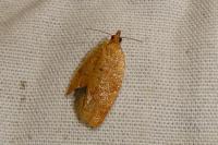 Clepsis consimilana