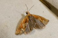 Eucosma