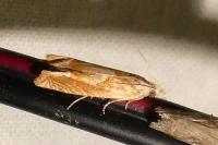 Eucosma