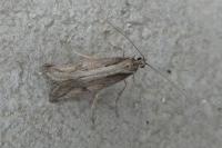 Eriocottis paradoxella