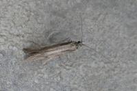 Eriocottis paradoxella