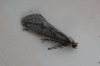 Eriocottis paradoxella
