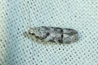 Recurvaria thomeriella