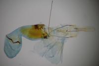 Mompha subbistrigella