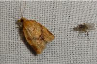 Clepsis consimilana