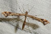Amblyptilia acanthadactyla